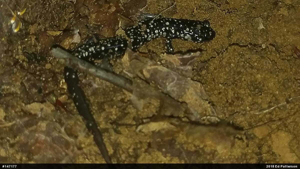 Northern Slimy Salamander