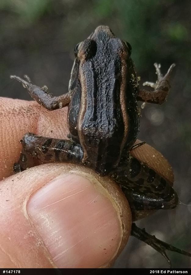 Pickerel Frog
