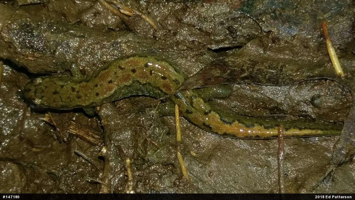 Northern Dusky Salamander