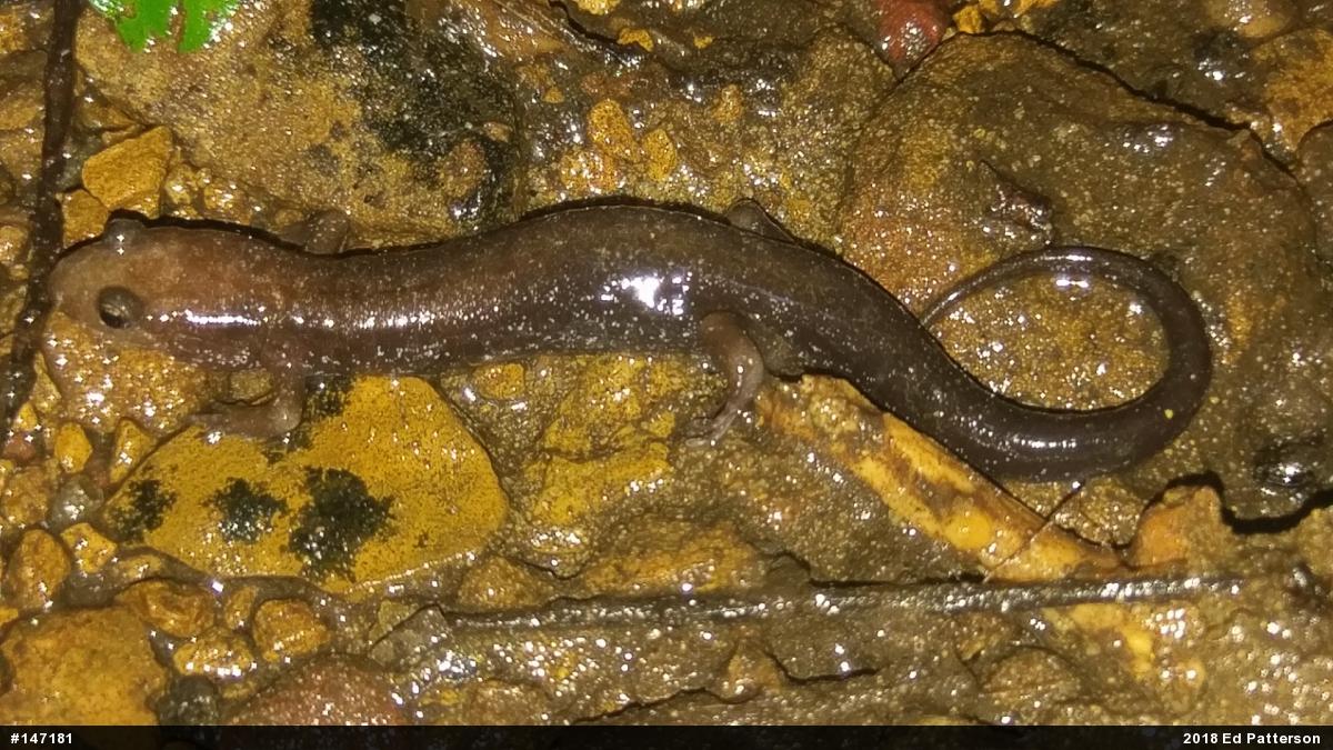 Allegheny Mountain Dusky Salamander