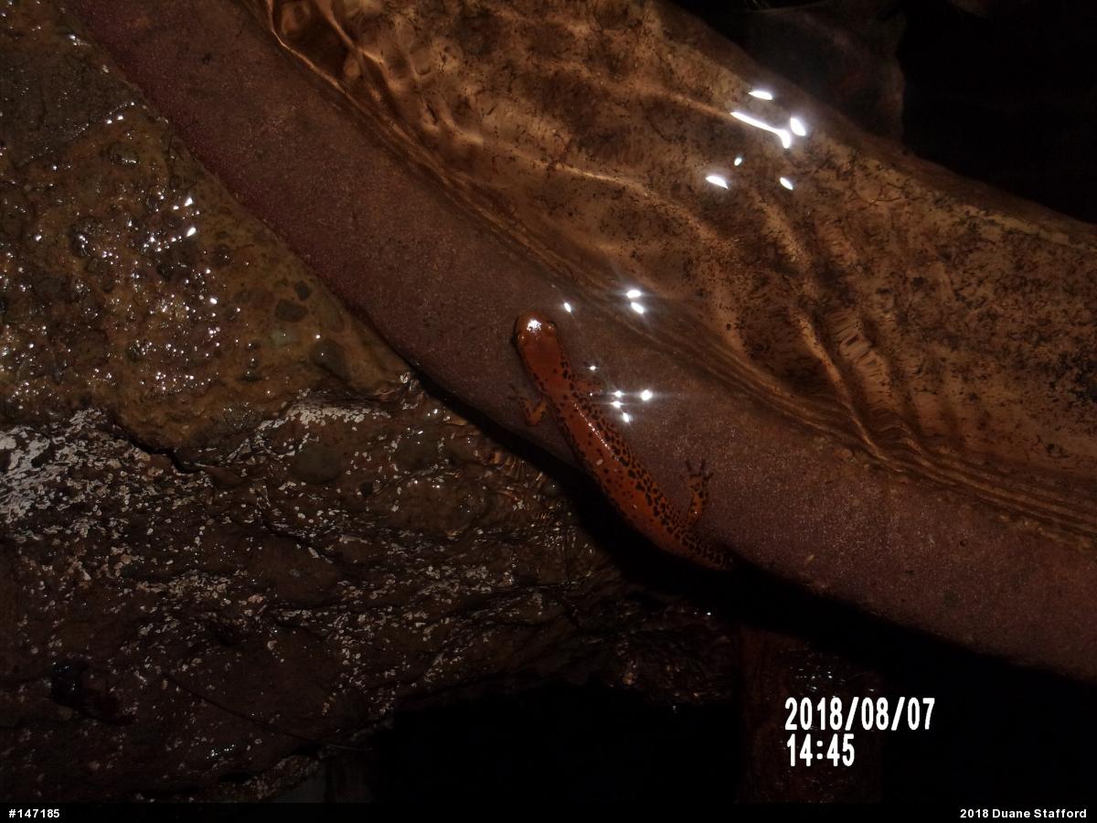 Eastern Long-tailed Salamander