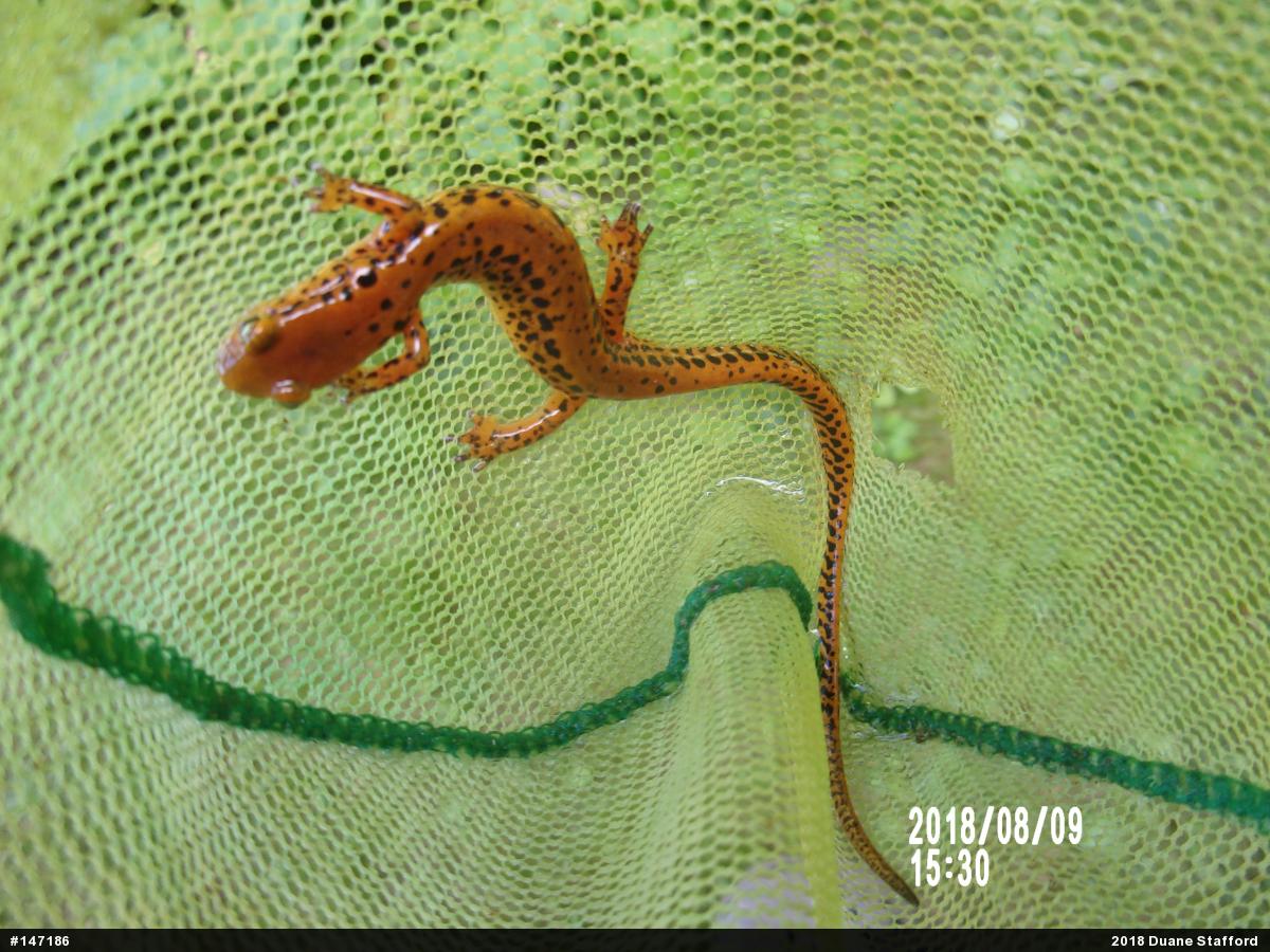 Eastern Long-tailed Salamander