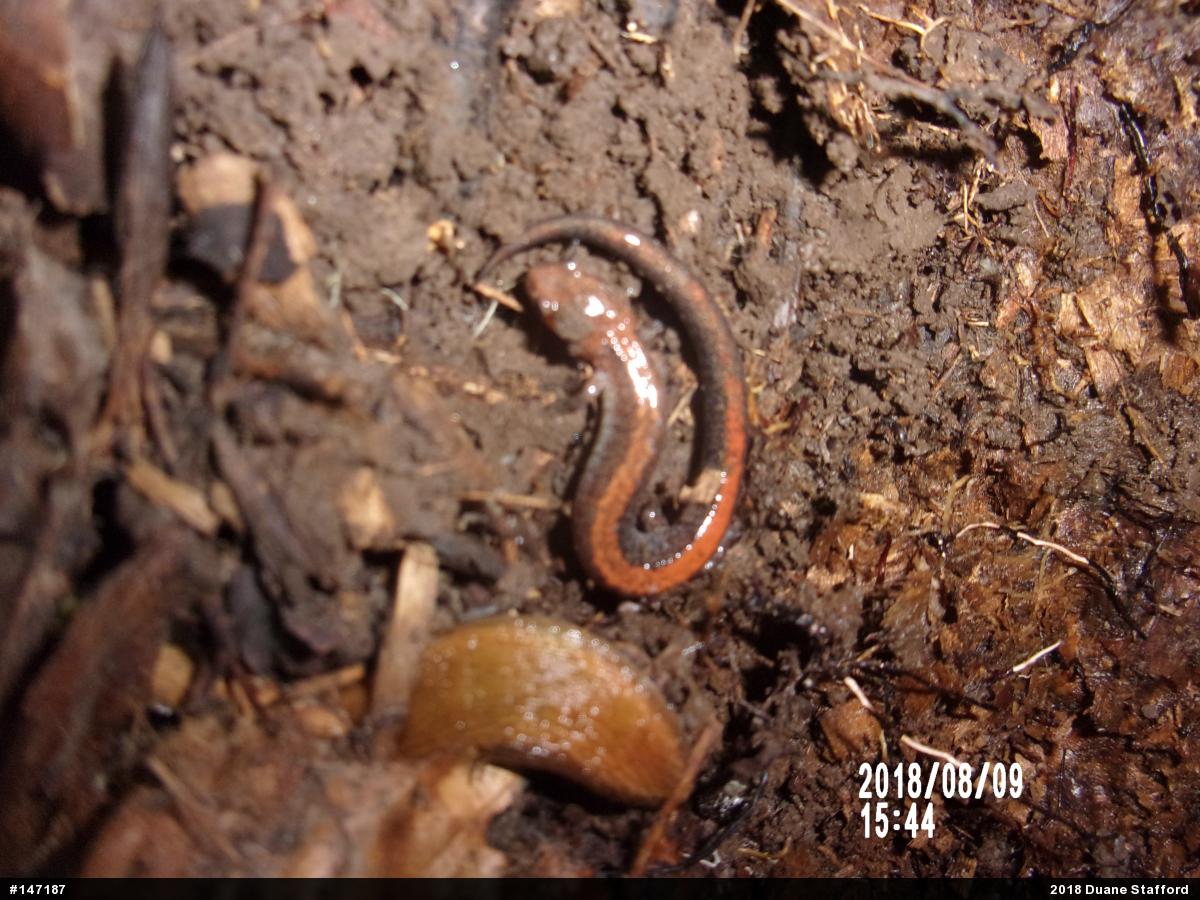 Eastern Red-backed  Salamander