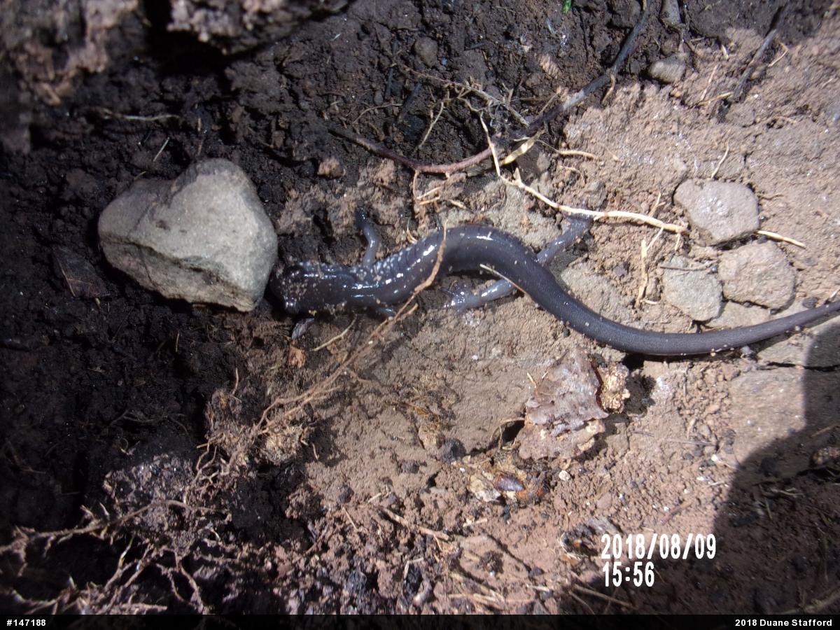 Wehrle's Salamander