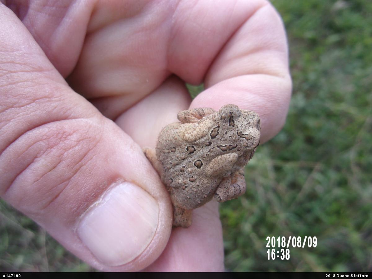 Eastern American Toad