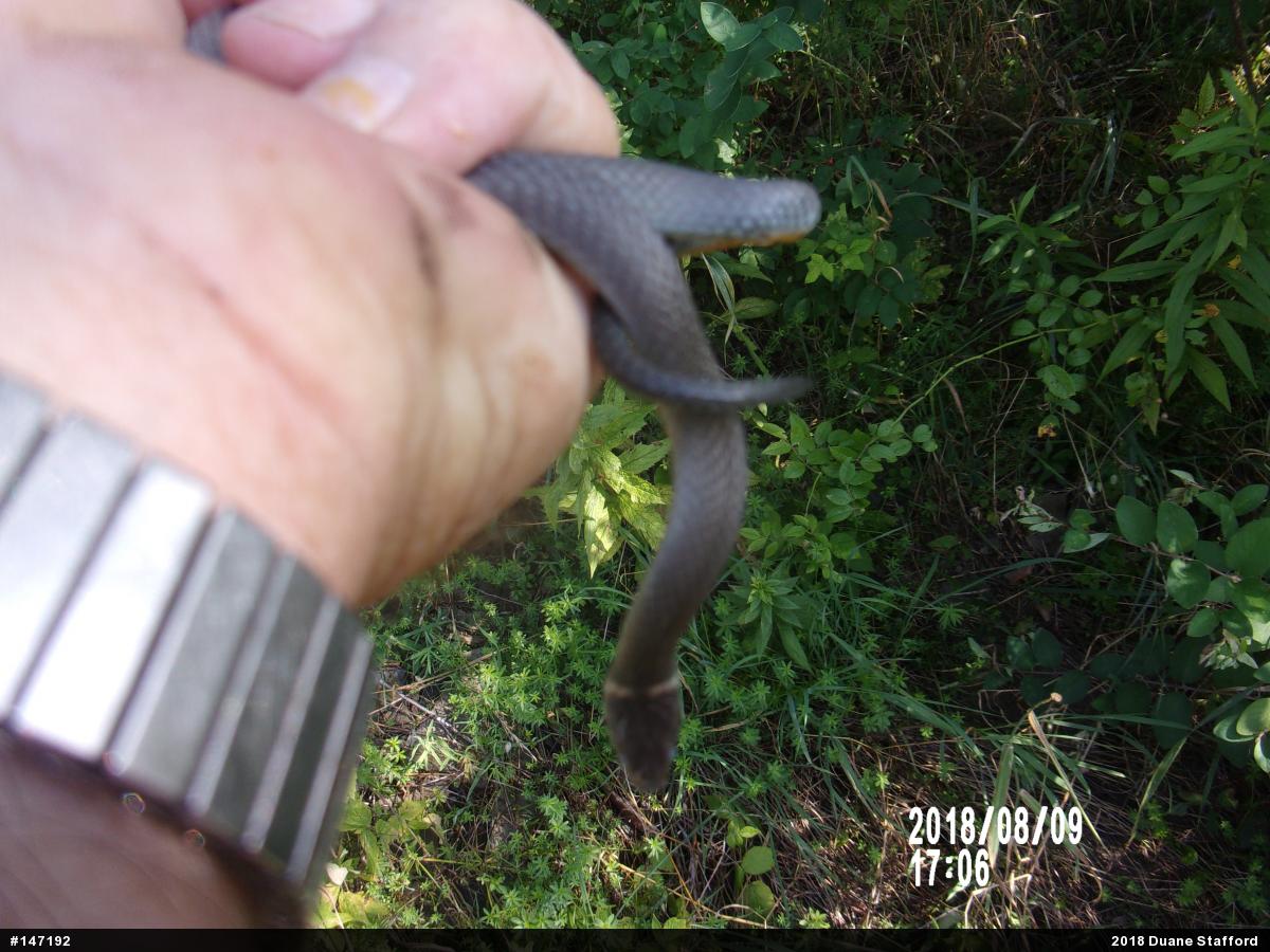 Northern Ring-necked Snake