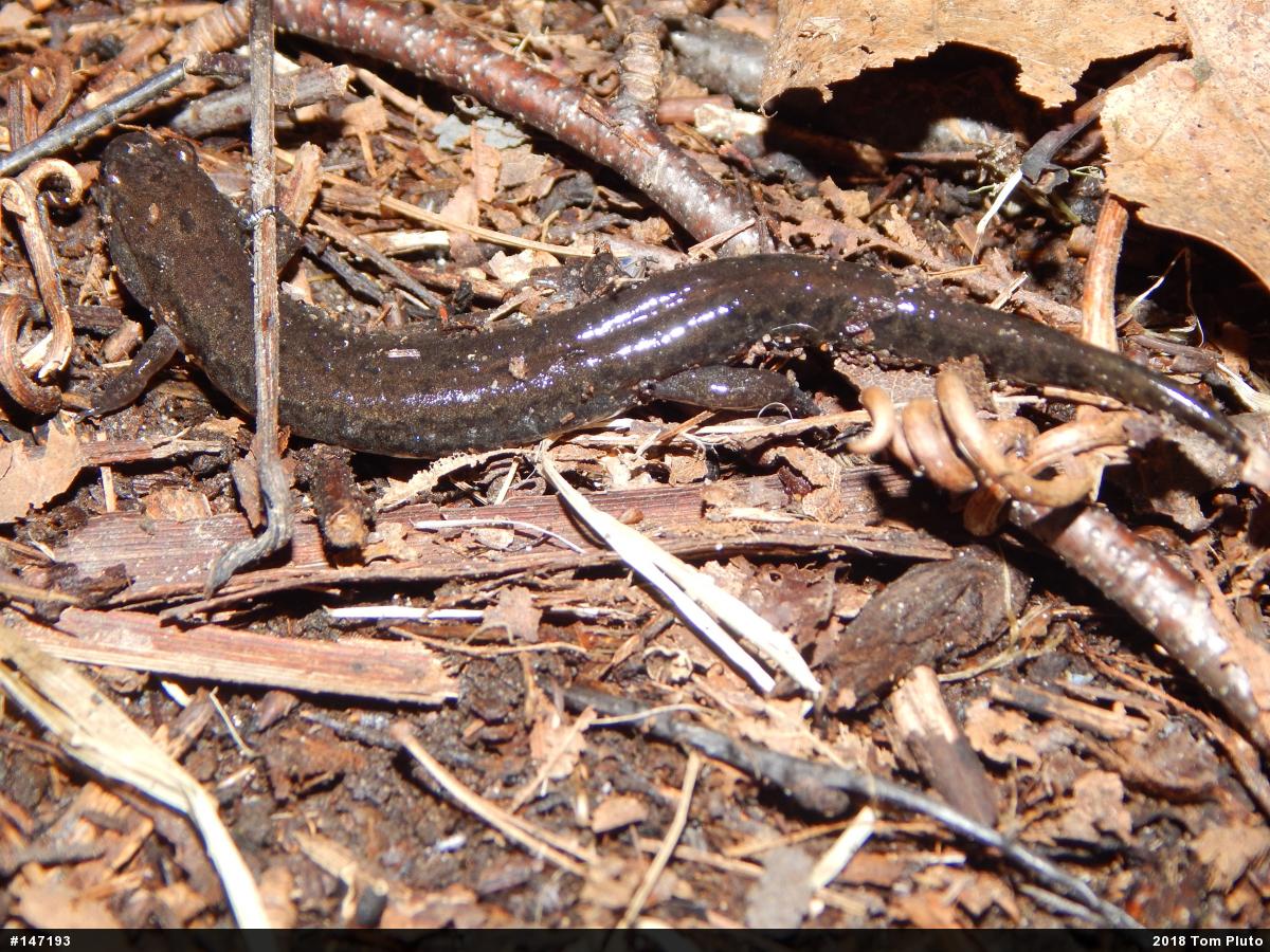 Northern Dusky Salamander