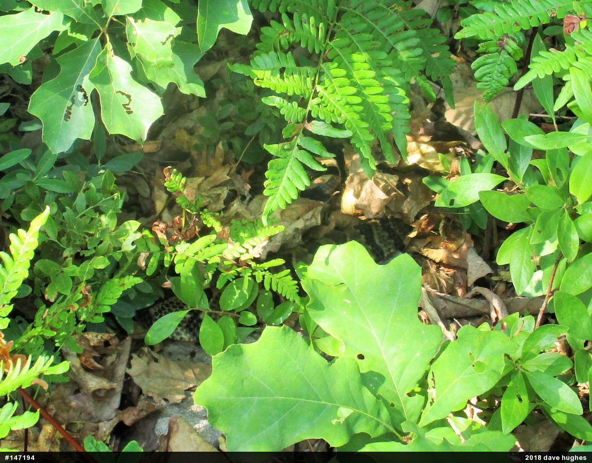 Timber Rattlesnake