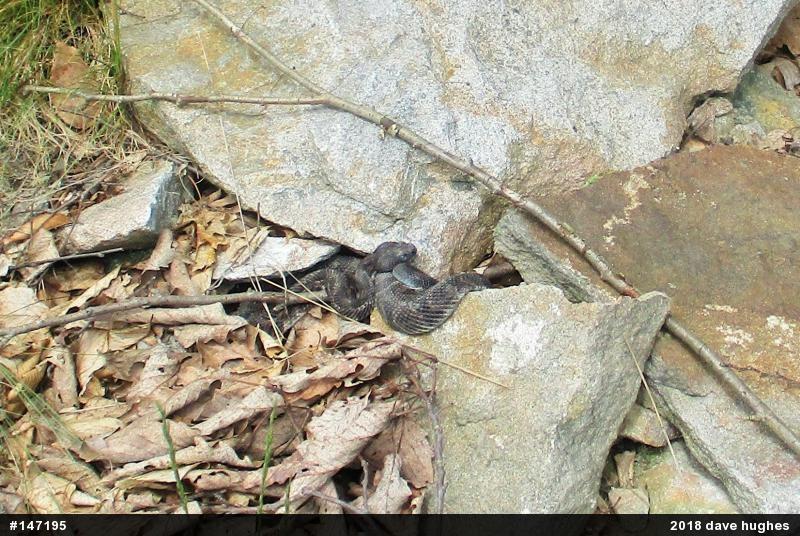 Timber Rattlesnake