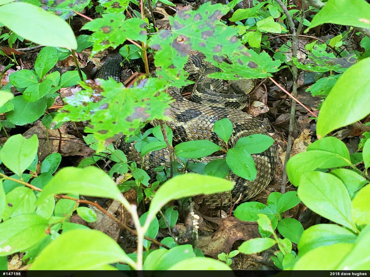 Timber Rattlesnake