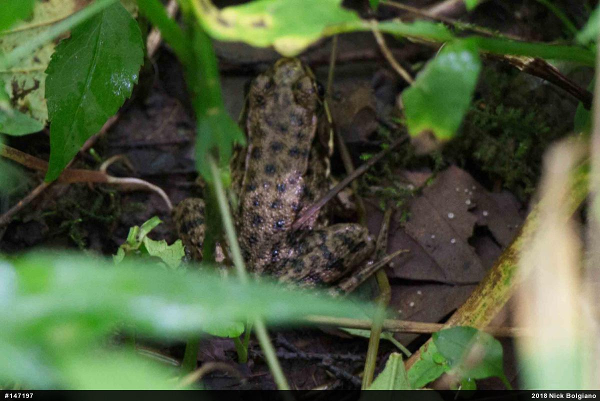 Green Frog