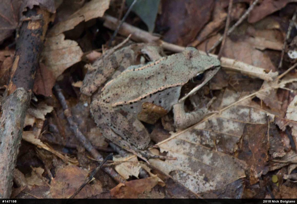 Wood Frog