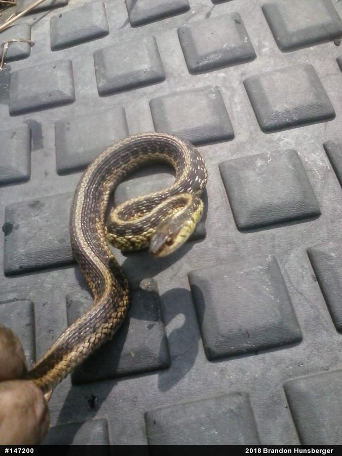 Eastern Gartersnake