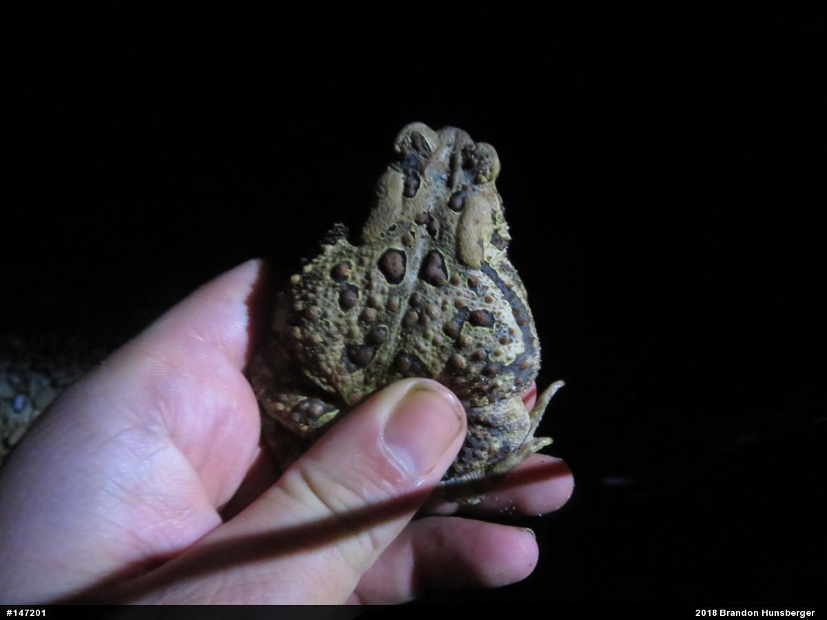 Eastern American Toad