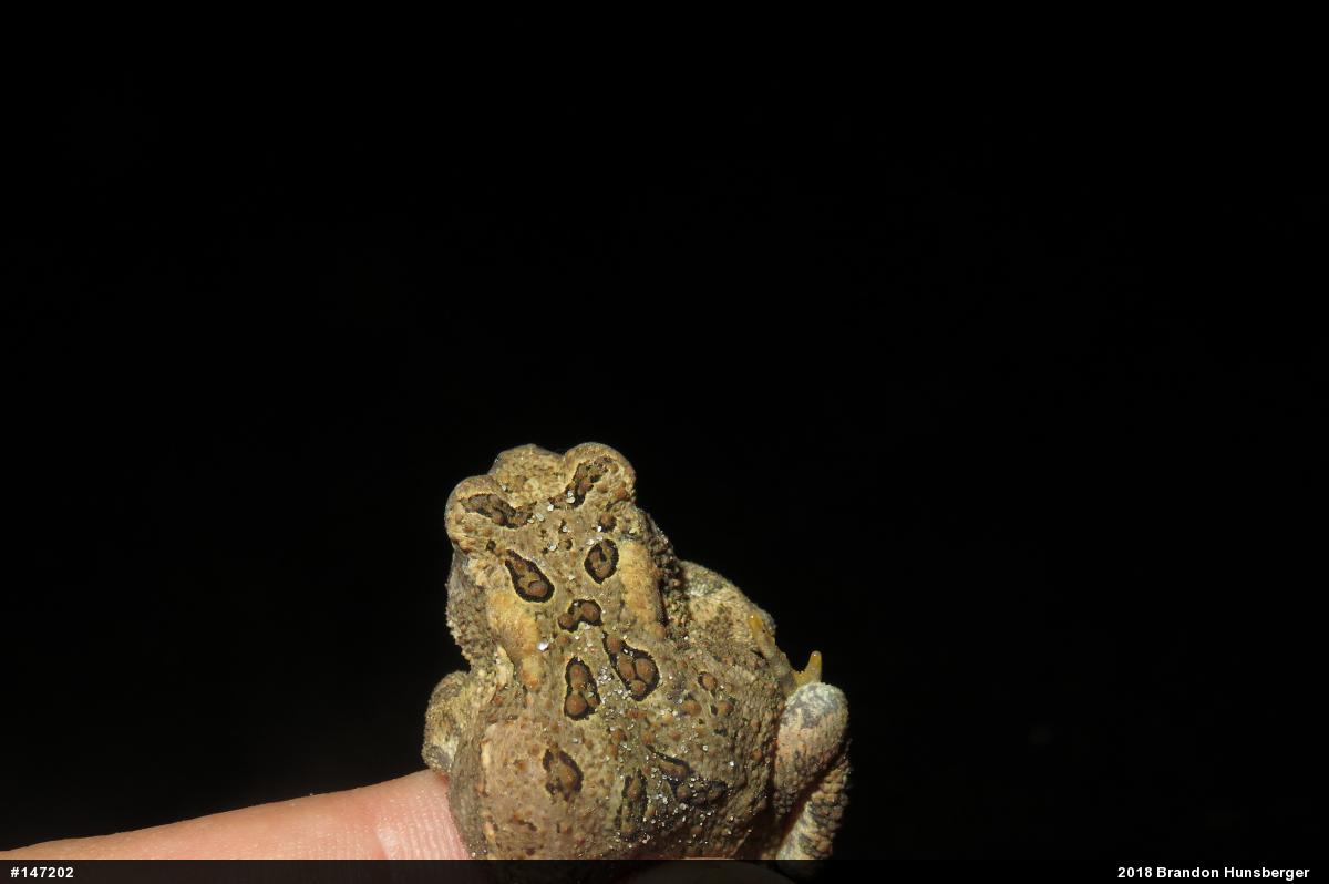 Eastern American Toad