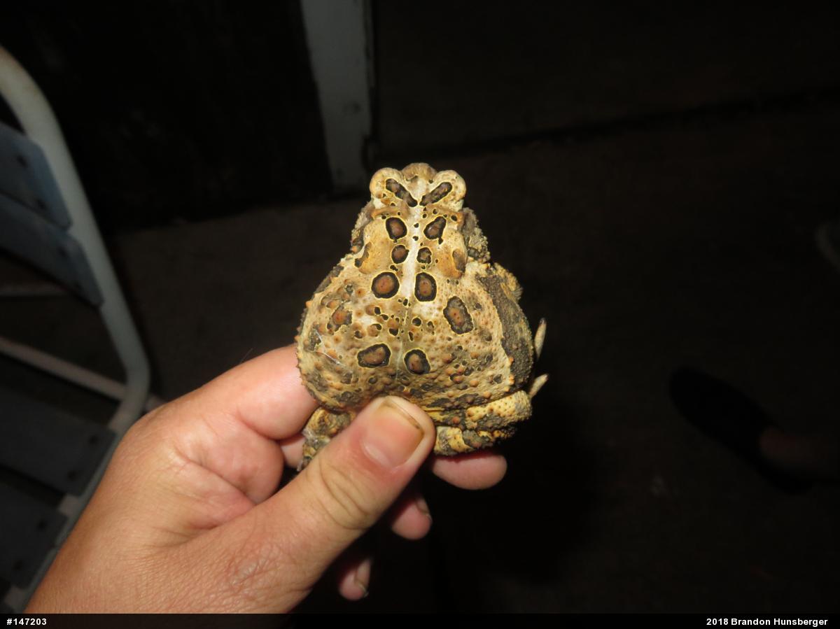 Eastern American Toad