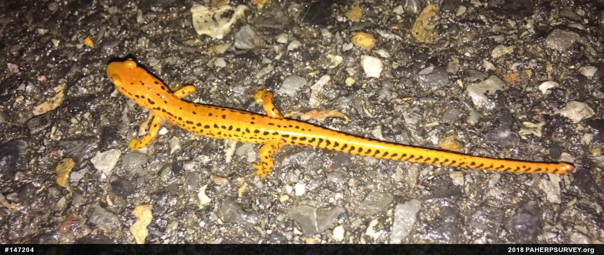 Eastern Long-tailed Salamander