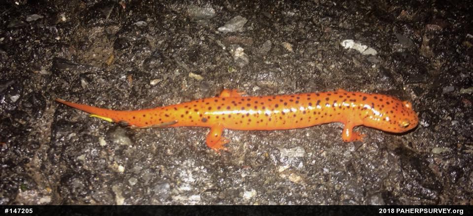 Northern Red Salamander