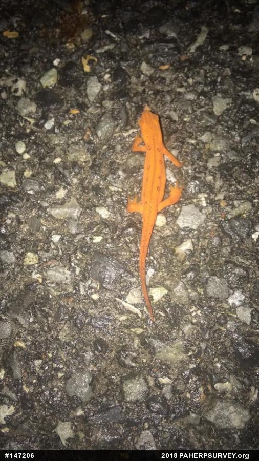 Red-spotted Newt