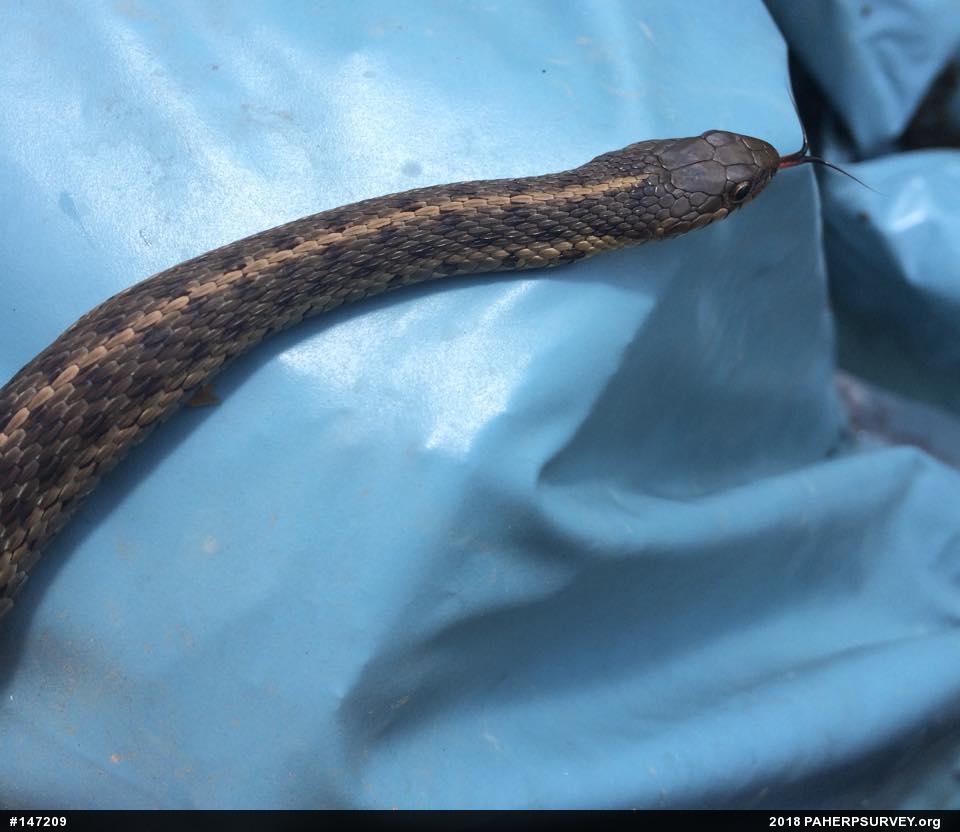 Eastern Gartersnake
