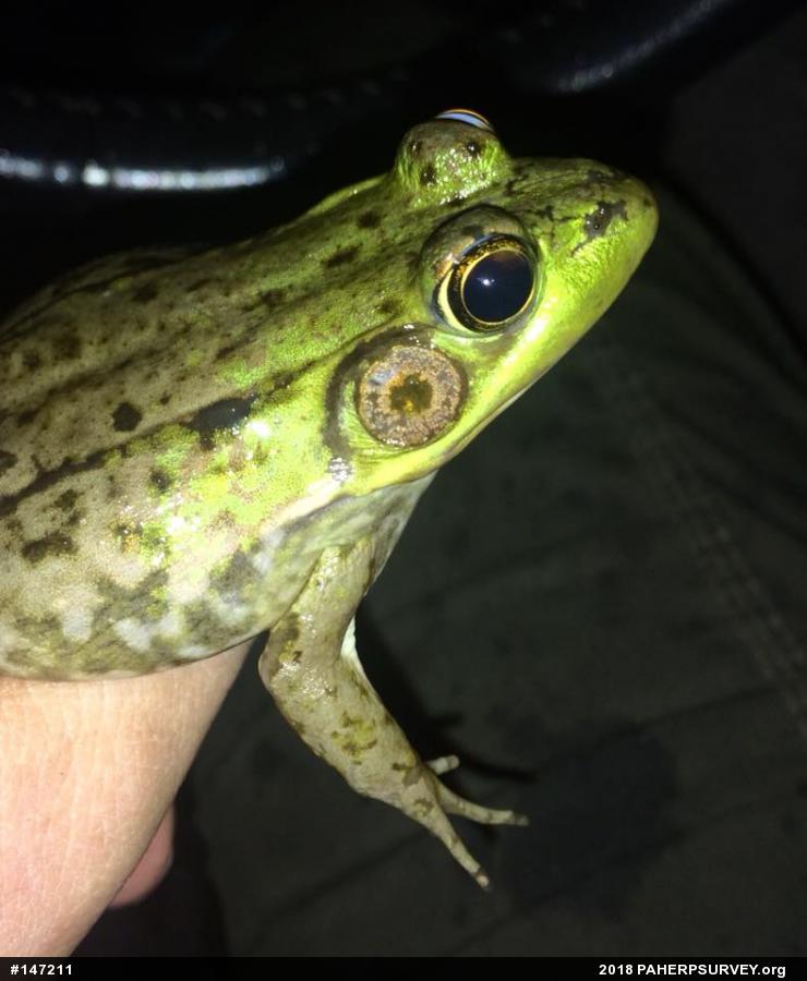 Green Frog
