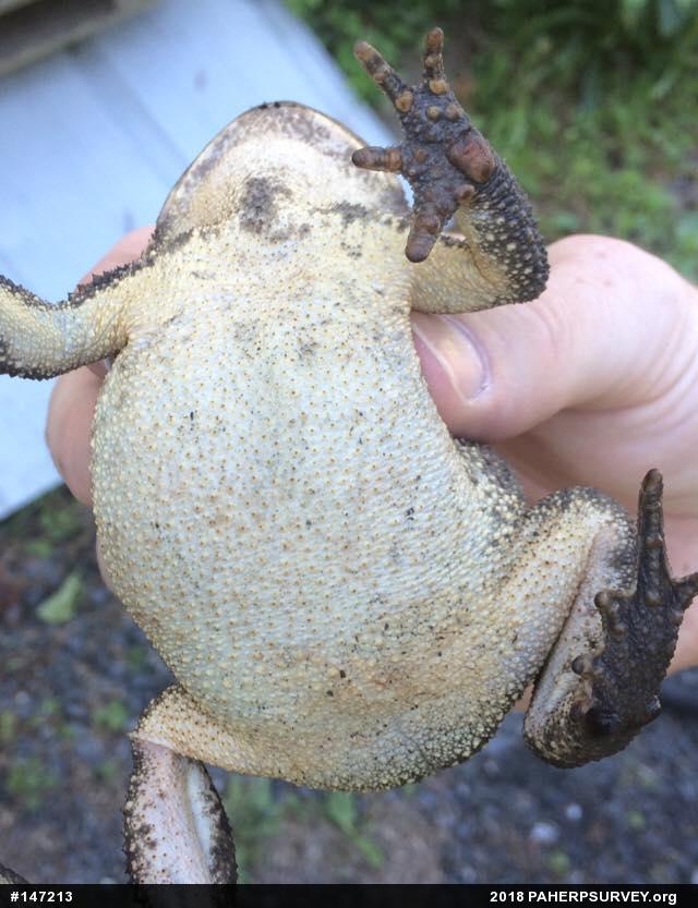 Eastern American Toad