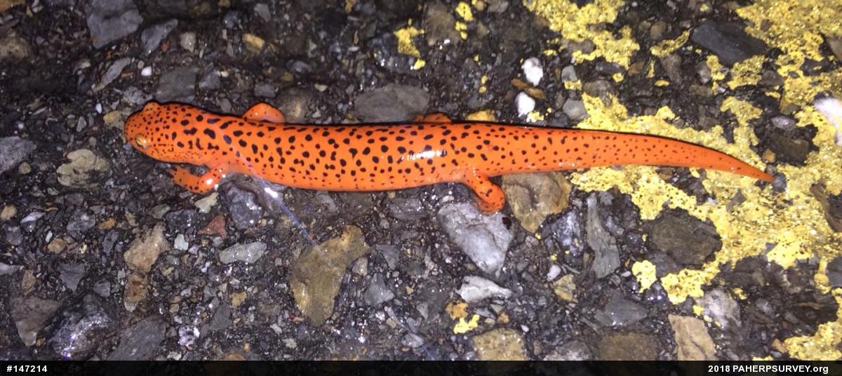 Northern Red Salamander