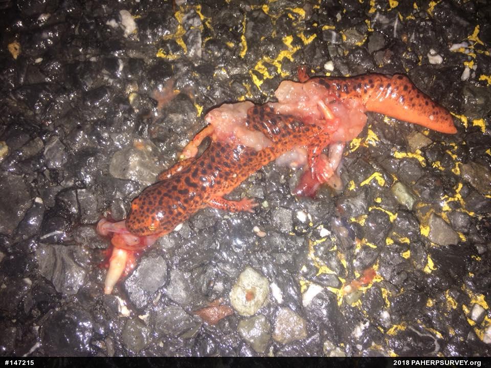 Northern Red Salamander