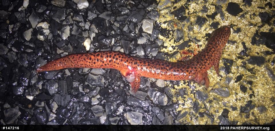 Northern Red Salamander
