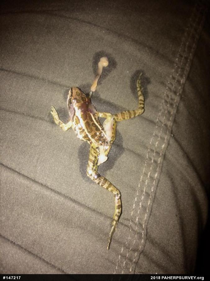 Pickerel Frog
