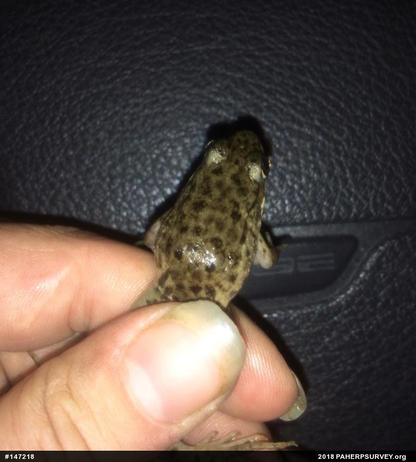 Green Frog