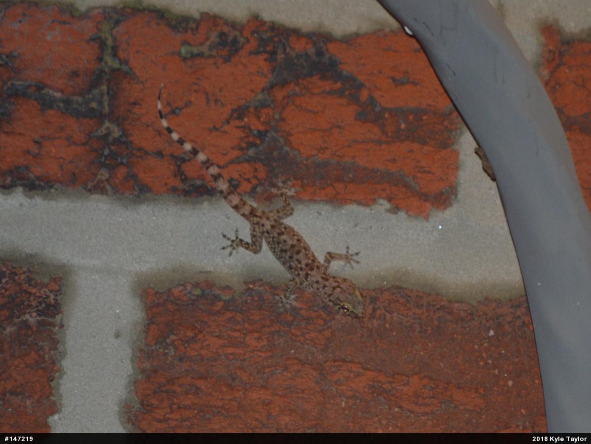 Mediterranean House Geckos