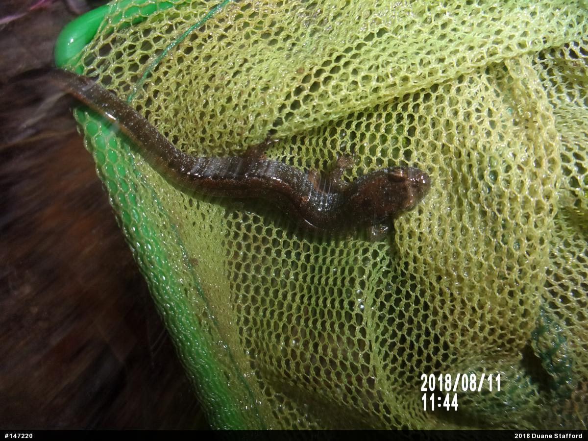 Northern Dusky Salamander