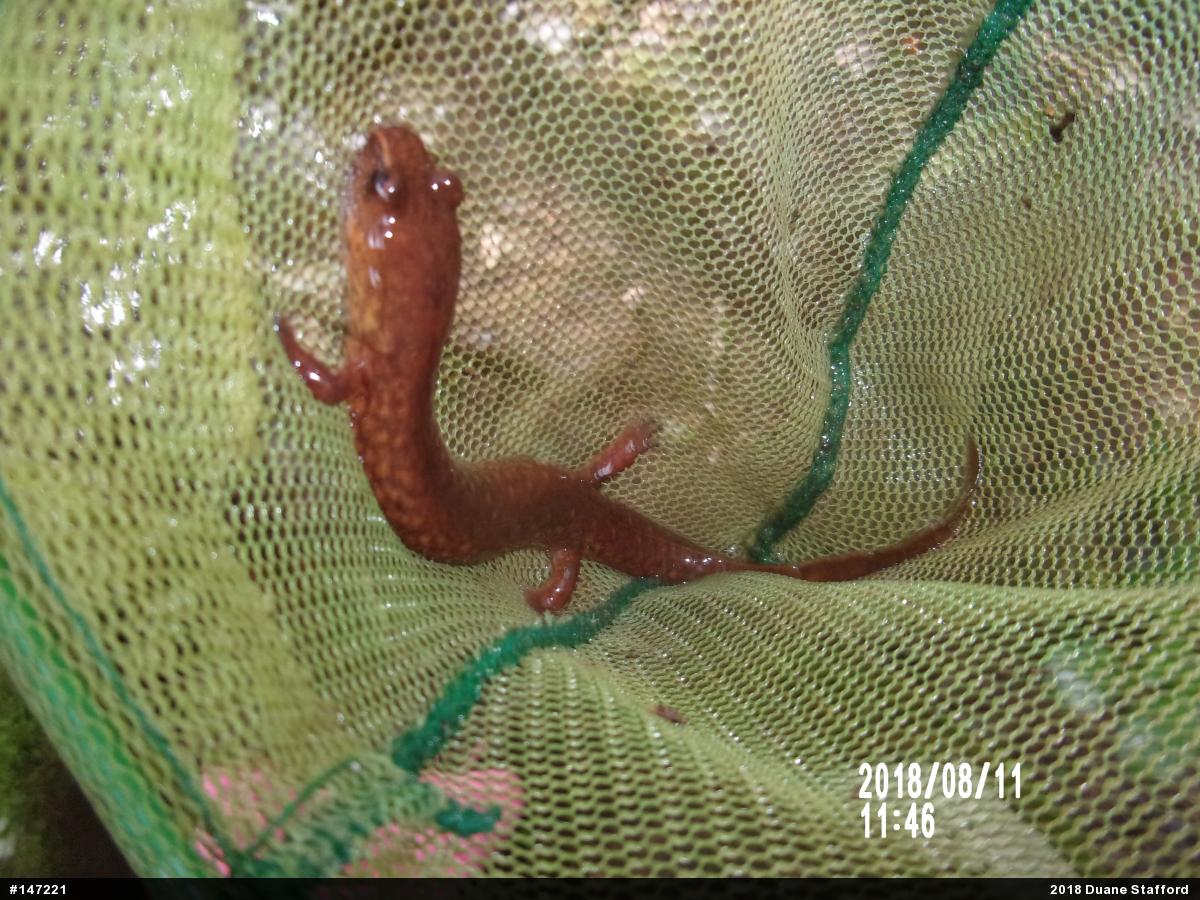 Northern Spring Salamander