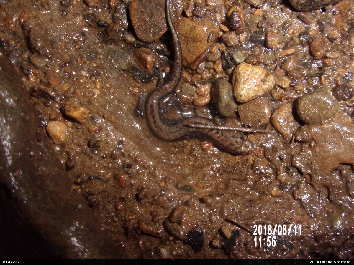Allegheny Mountain Dusky Salamander