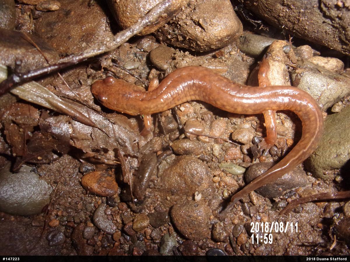 Northern Spring Salamander