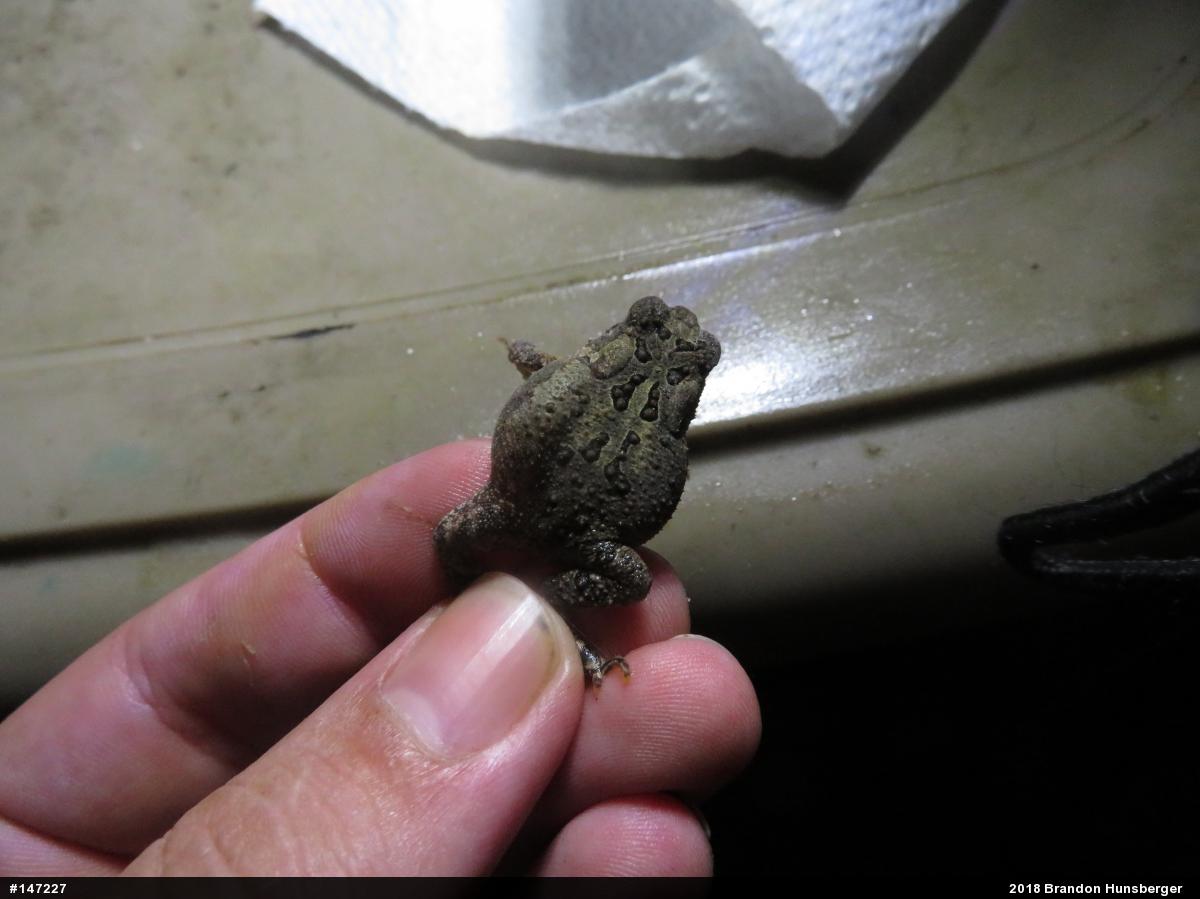 Eastern American Toad