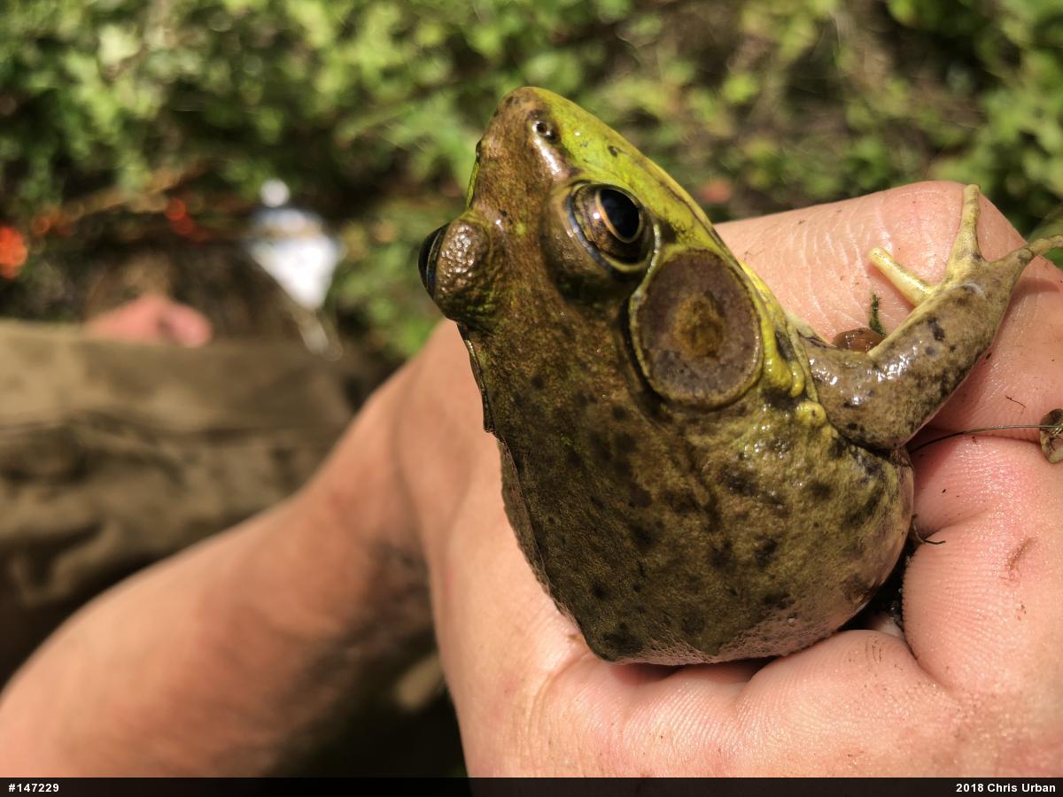 Green Frog
