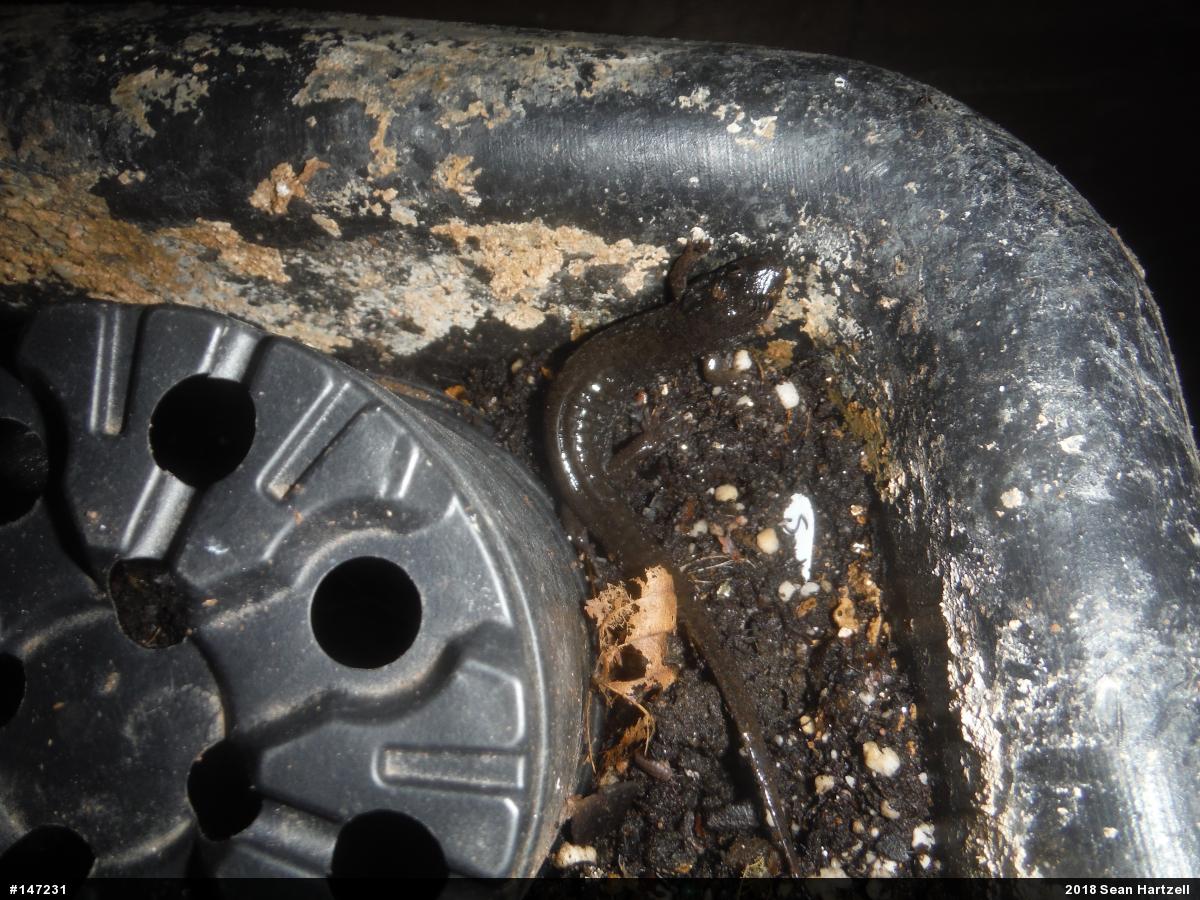 Northern Dusky Salamander