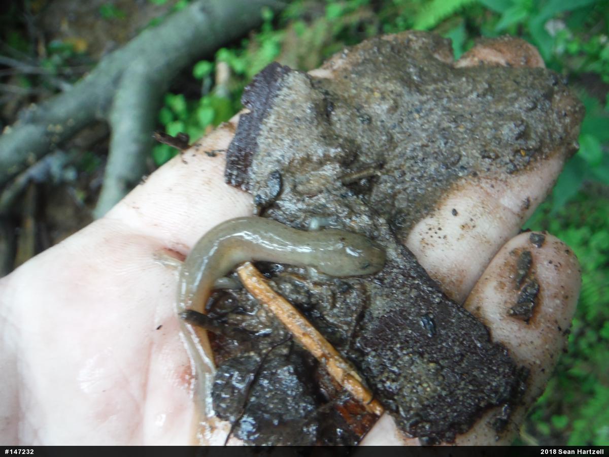 Northern Red Salamander