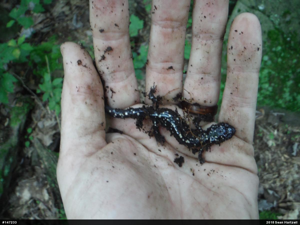 Northern Slimy Salamander