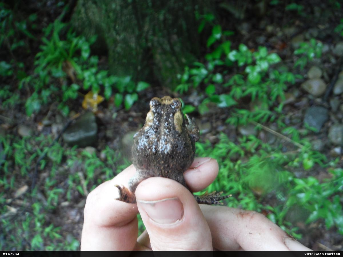 Eastern American Toad