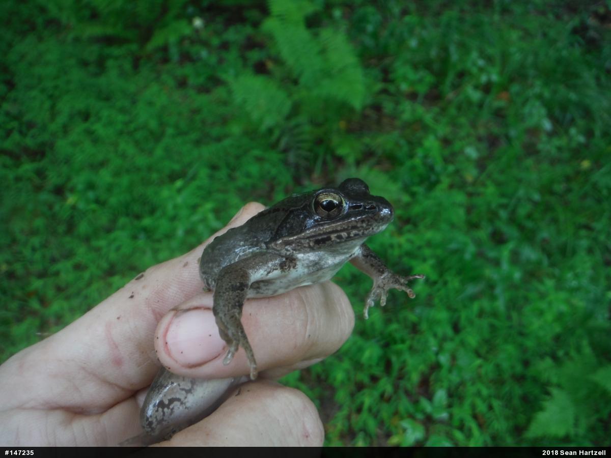 Wood Frog