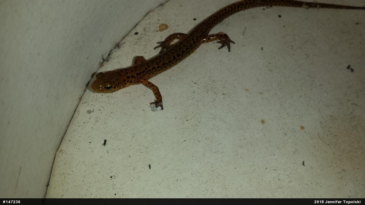 Eastern Long-tailed Salamander