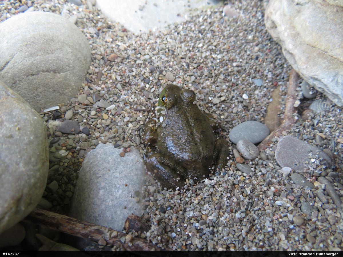American Bullfrog