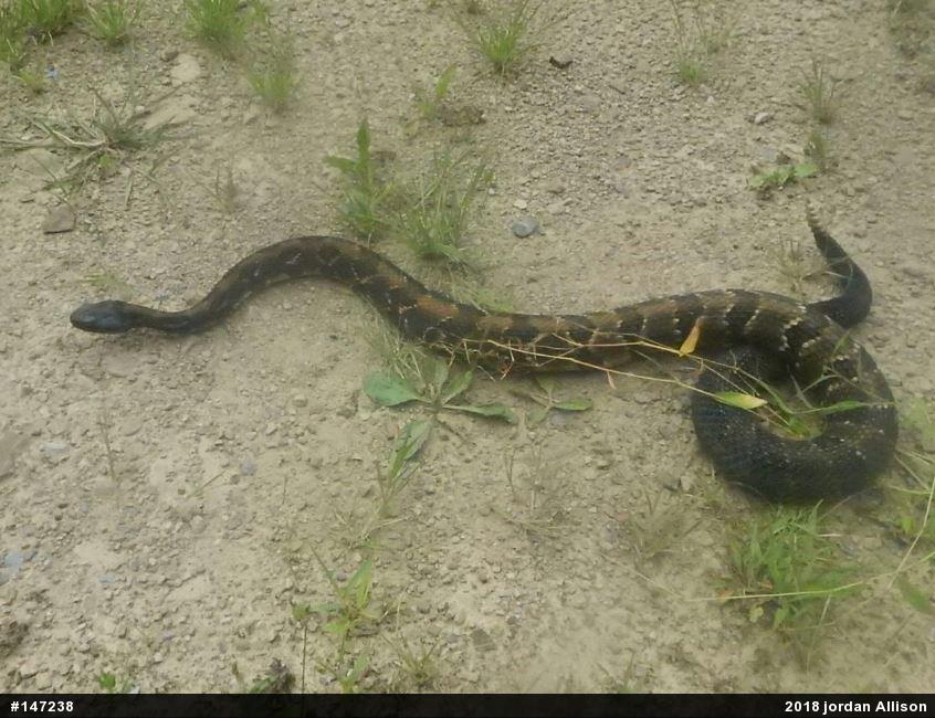 Timber Rattlesnake