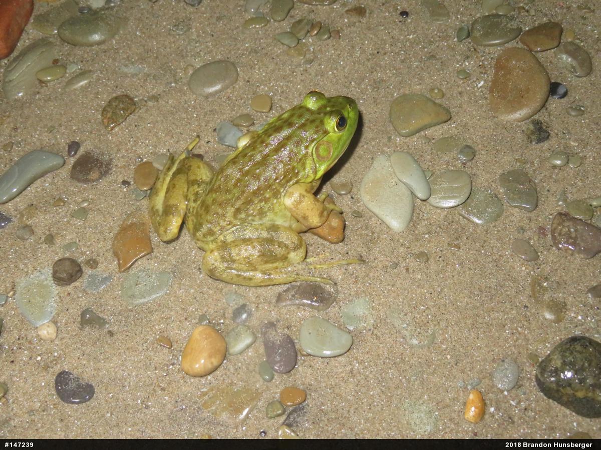 American Bullfrog