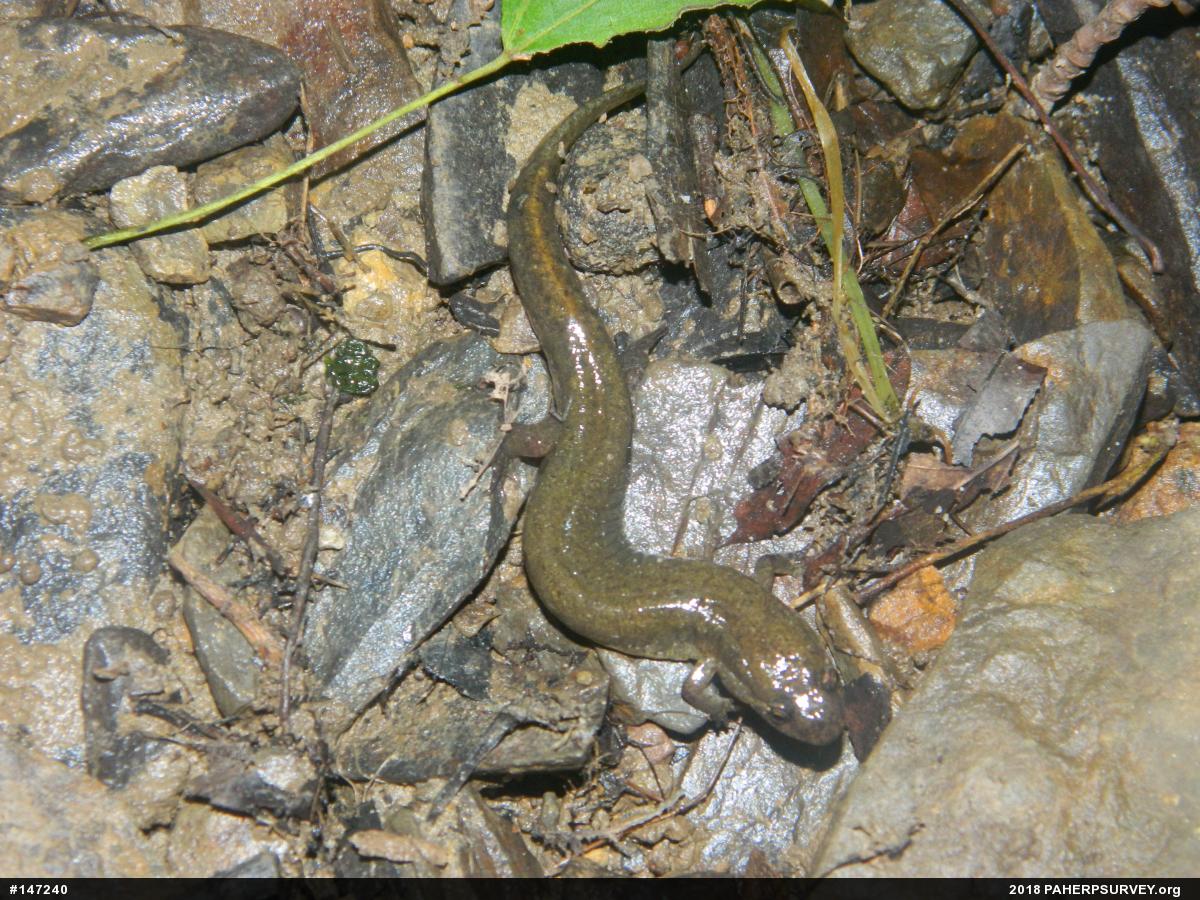 Northern Dusky Salamander