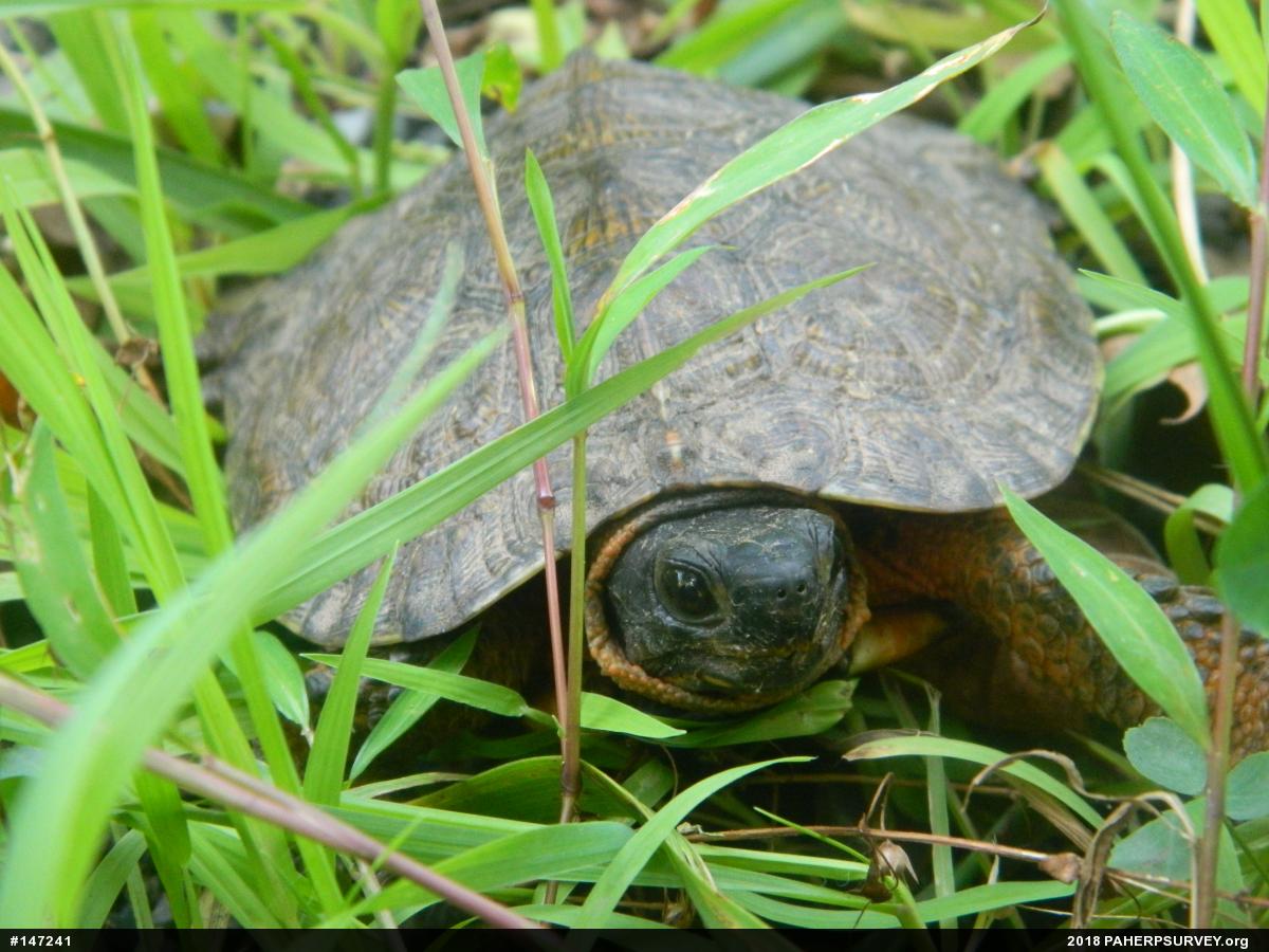Wood Turtle
