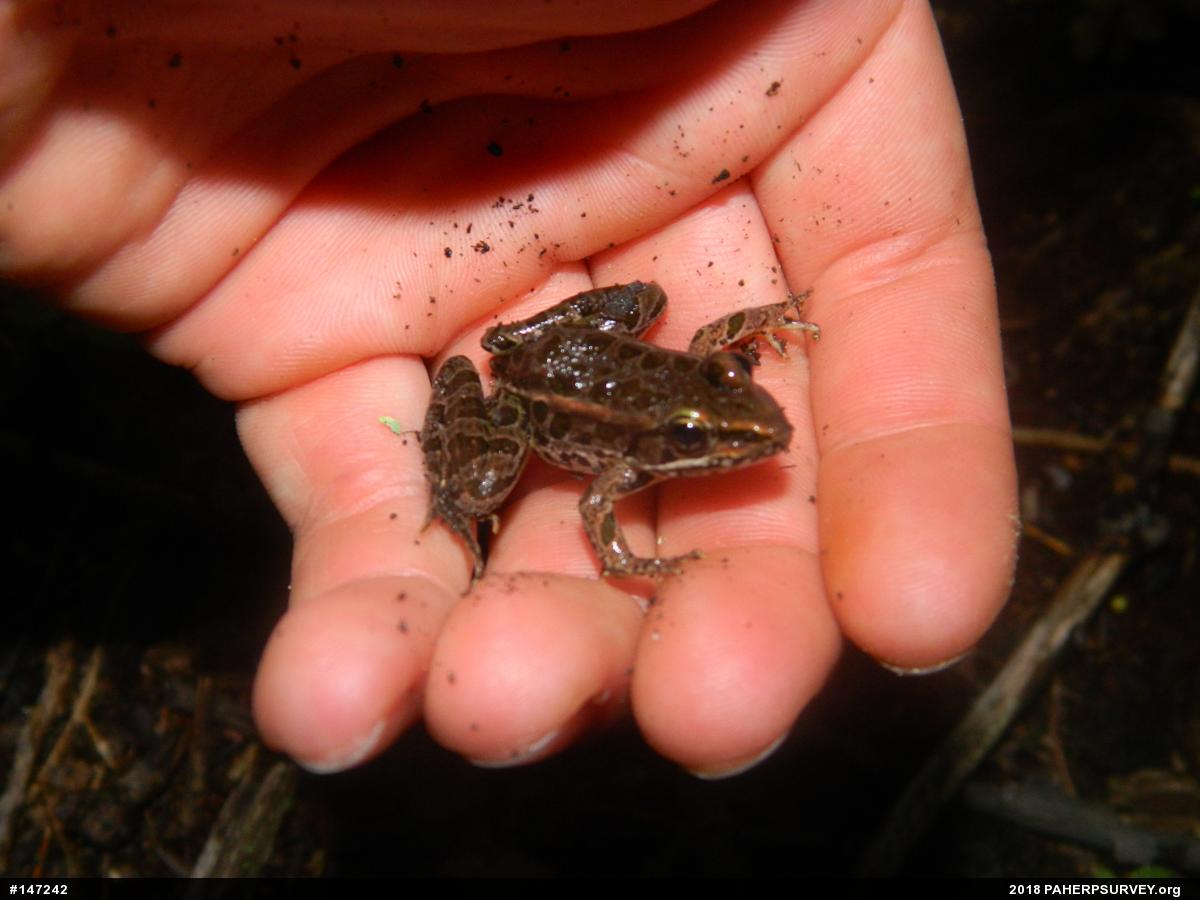 Pickerel Frog